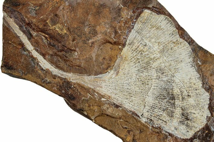 Fossil Ginkgo Leaf From North Dakota - Paleocene #263024